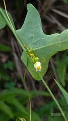 Solena amplexicaulis