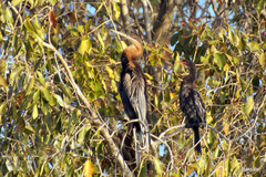 Anhinga rufa