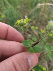 Oberea erythrocephala