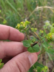 Oberea erythrocephala