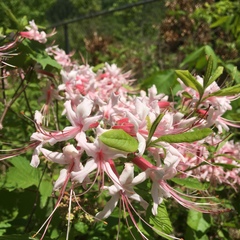 Rhododendron periclymenoides