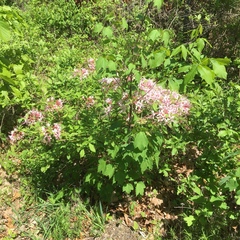 Rhododendron periclymenoides