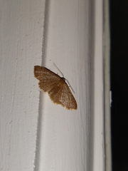 Idaea rufarenaria