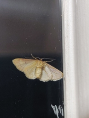 Idaea rufarenaria