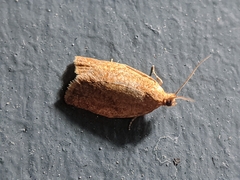 Clepsis consimilana