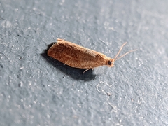 Clepsis consimilana