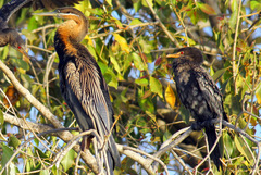 Microcarbo africanus