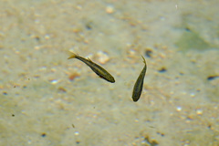 Chrosomus erythrogaster