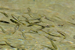 Chrosomus erythrogaster