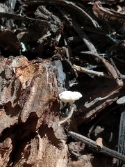 Collybia bakerensis