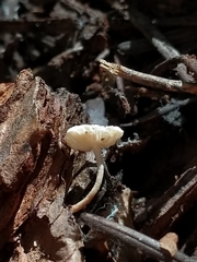 Collybia bakerensis