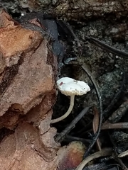 Collybia bakerensis