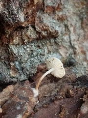 Collybia bakerensis