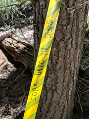 Collybia bakerensis