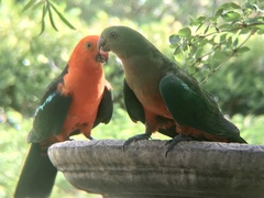Australian King-Parrot photo 4