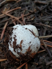 Leucophleps spinispora