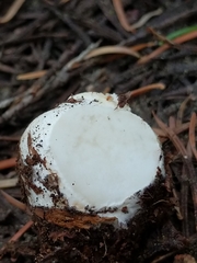 Leucophleps spinispora