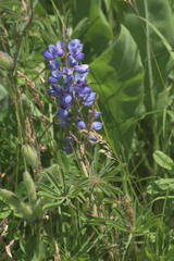 Lupinus perennis