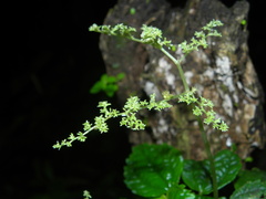 Pilea caribaea