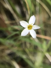 Leptosiphon rosaceus