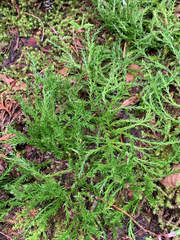 Diphasiastrum sitchense