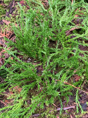 Diphasiastrum sitchense