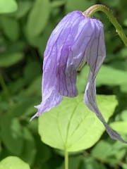 Clematis occidentalis