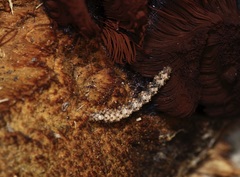 Metalectra quadrisignata