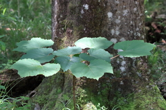 Vernicia fordii