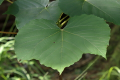 Vernicia fordii