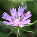Stokes' Aster - Photo (c) Lauren McLaurin, some rights reserved (CC BY), uploaded by Lauren McLaurin