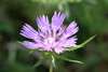 Stokes' Aster - Photo (c) Lauren McLaurin, some rights reserved (CC BY), uploaded by Lauren McLaurin