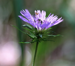Stokesia laevis