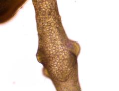 Lemanea