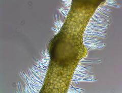 Lemanea