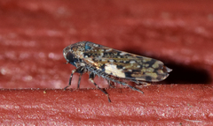 Xestocephalus tessellatus