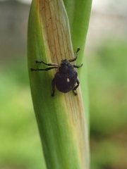 Mononychus punctumalbum
