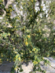 Pimelea serpyllifolia serpyllifolia