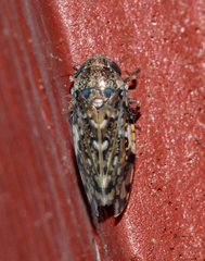 Xestocephalus tessellatus