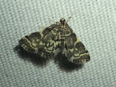 Anageshna