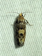 Eucopina