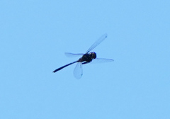 Somatochlora margarita