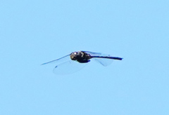 Somatochlora margarita