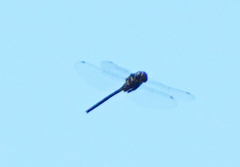 Somatochlora margarita