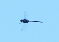 Somatochlora margarita