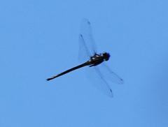 Somatochlora margarita