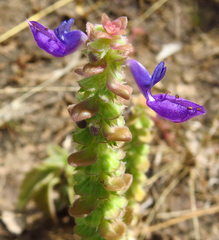 Coleus lasianthus image