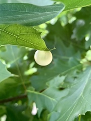 Amphibolips nubilipennis
