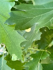 Amphibolips nubilipennis