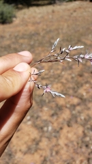 Polygonum polygaloides
